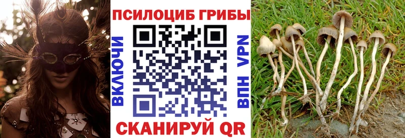 нарко площадка как зайти  Котельники  Псилоцибиновые грибы Psilocybe 